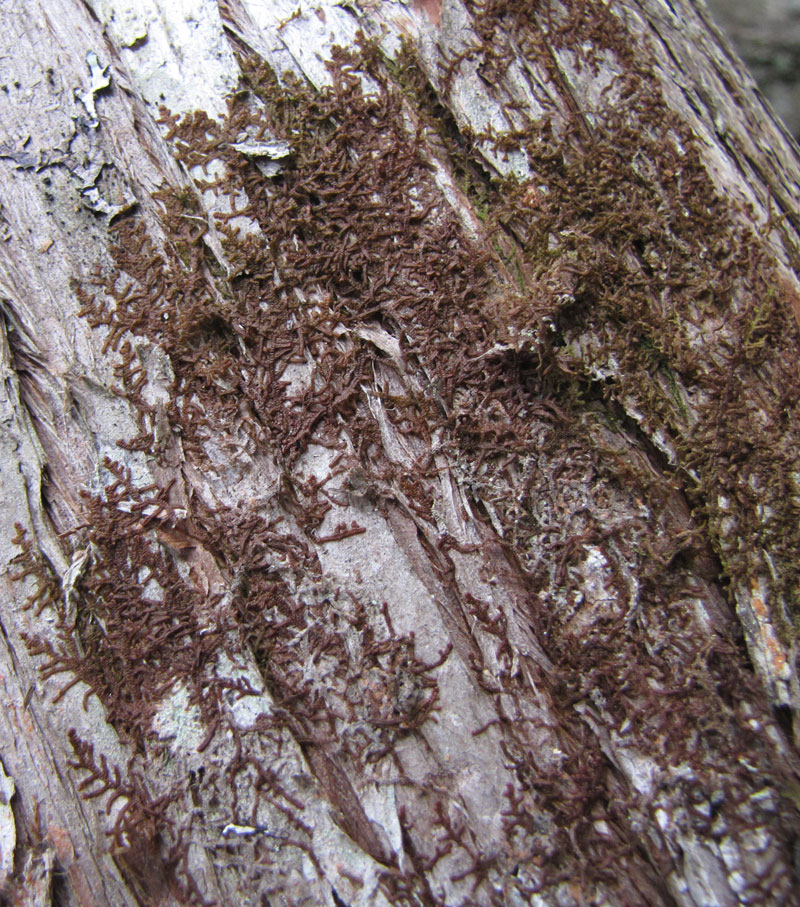 Frullania asagrayana